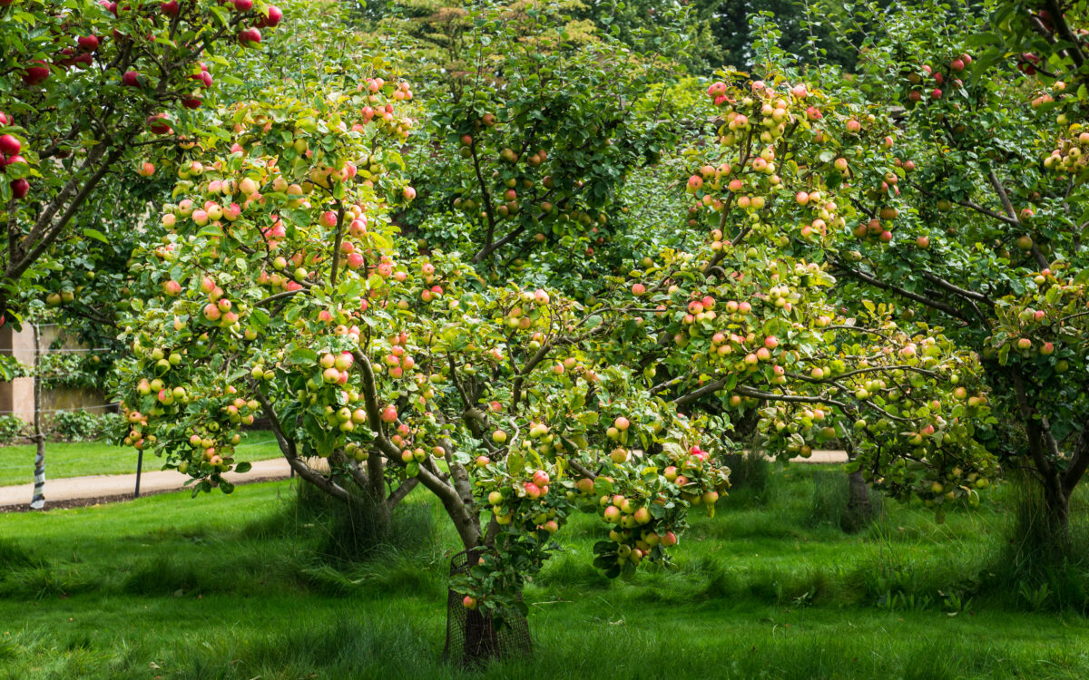 Streuobstwiesen Ustersbach