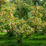 Streuobstwiesen Ustersbach